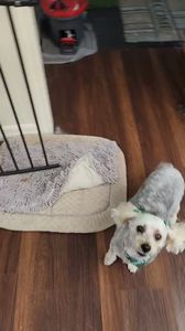 Tranquility Pet Spa photo 34