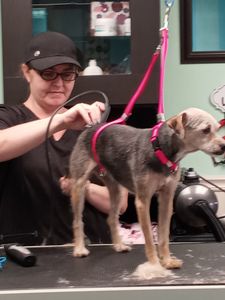 Tranquility Pet Spa photo 35