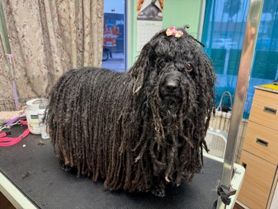 Tranquility Pet Spa photo 36