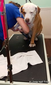 Tranquility Pet Spa photo 37