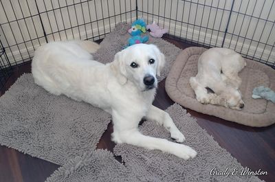 Tranquility Pet Spa photo 39