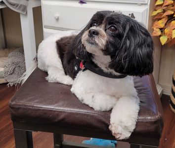 Tranquility Pet Spa photo 40