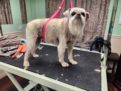 Tranquility Pet Spa photo 41