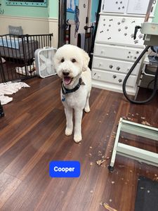 Tranquility Pet Spa photo 42