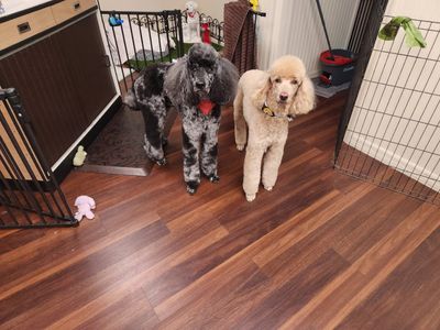 Tranquility Pet Spa photo 43