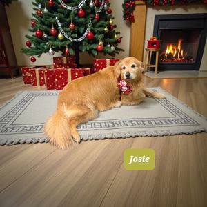 Tranquility Pet Spa photo 45