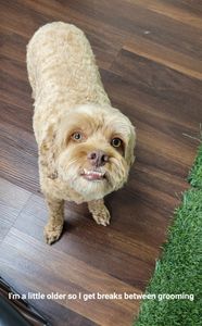 Tranquility Pet Spa photo 46