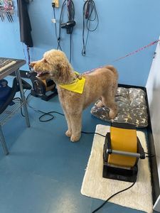 Shearers Grooming Salon