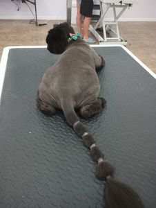 Pawfectionist Grooming Salon and Spa