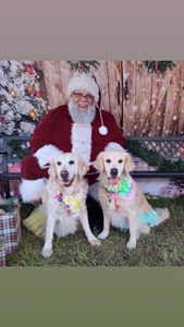 The Lucky Puppy Venice photo 3