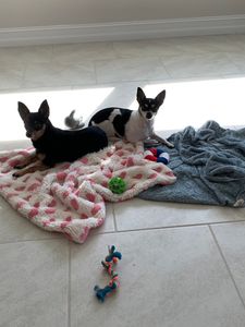 The Lucky Puppy Venice photo 4