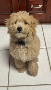 The Lucky Puppy Venice photo 5