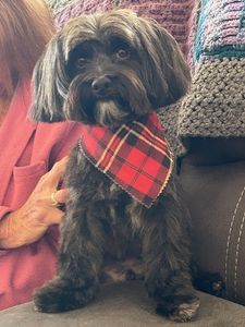 The Lucky Puppy Venice photo 7