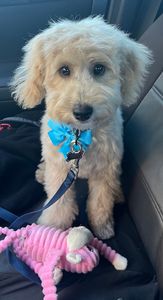 The Lucky Puppy Venice photo 9