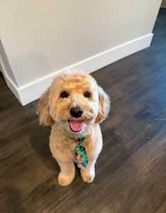 The Lucky Puppy Venice photo 10