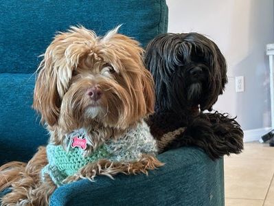 The Lucky Puppy Venice