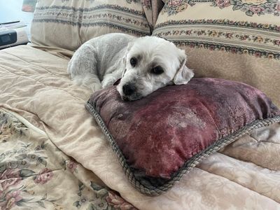 rain dogs pet grooming