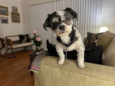 rain dogs pet grooming photo 2