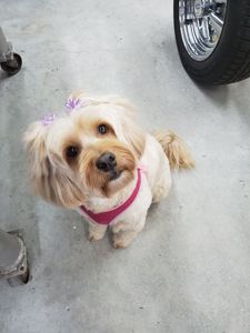 rain dogs pet grooming photo 3