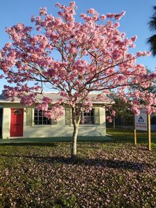 rain dogs pet grooming photo 5