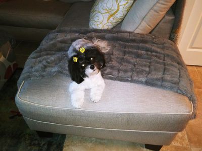 rain dogs pet grooming photo 6