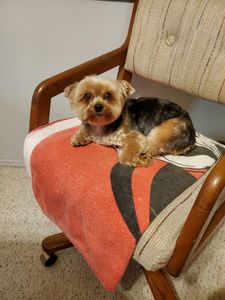 rain dogs pet grooming photo 8