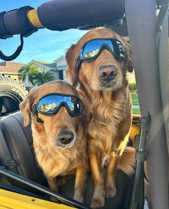 The Mutt Hutt Grooming Salon by Bobie photo 3