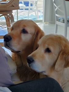 The Mutt Hutt Grooming Salon by Bobie photo 4