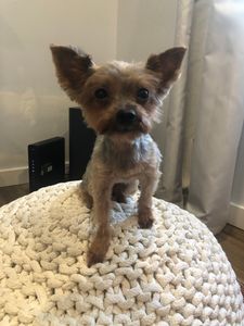 The Mutt Hutt Grooming Salon by Bobie photo 5