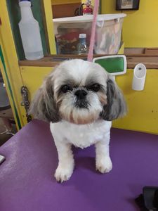 The Mutt Hutt Grooming Salon by Bobie photo 6