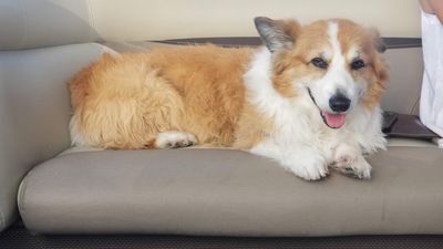 The Mutt Hutt Grooming Salon by Bobie photo 7