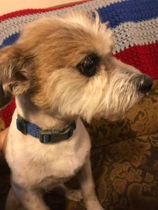 The Mutt Hutt Grooming Salon by Bobie photo 8