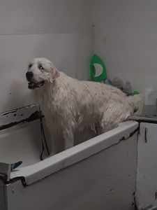 The Mutt Hutt Grooming Salon by Bobie photo 9