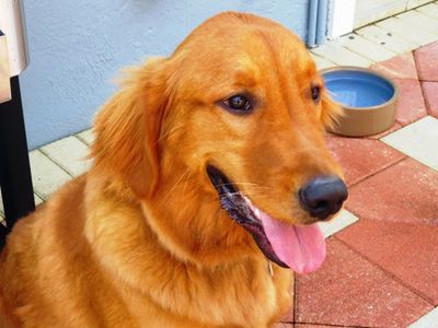 The Mutt Hutt Grooming Salon by Bobie photo 10