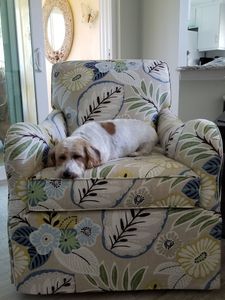 The Mutt Hutt Grooming Salon by Bobie photo 11