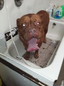 The Mutt Hutt Grooming Salon by Bobie photo 12