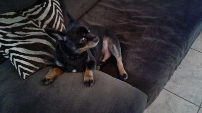 The Mutt Hutt Grooming Salon by Bobie photo 13