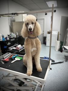 Paw Naturelle Pet Spa