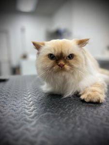 Paw Naturelle Pet Spa photo 2