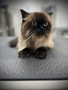 Paw Naturelle Pet Spa photo 3