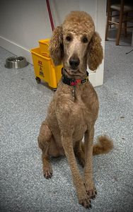 Paw Naturelle Pet Spa photo 4