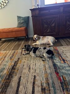 Paw Naturelle Pet Spa photo 5