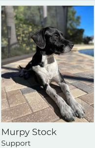 Palms Dental photo 11