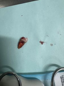 Dream Smile Dental photo 13