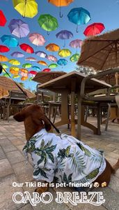 Cabo Breeze – Mexican Grill & Tiki Bar photo 35