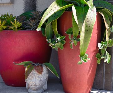 Aluna Wellness Center & Spa photo 38