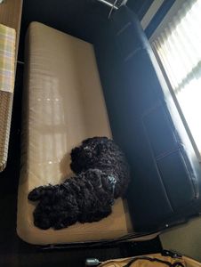 Upholstery & Slipcovers by Nora photo 23