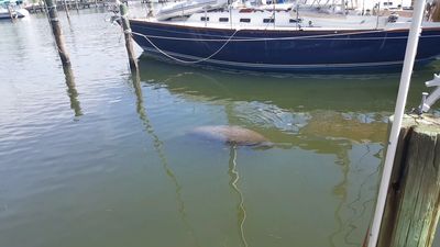 Cove Sound Marina photo 16