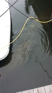 Cove Sound Marina photo 19