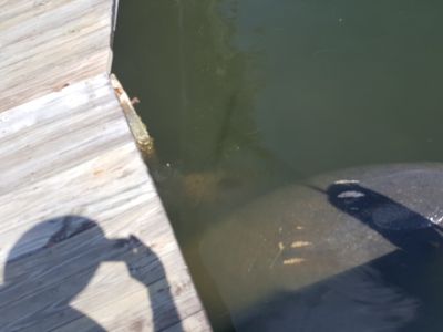 Cove Sound Marina photo 26